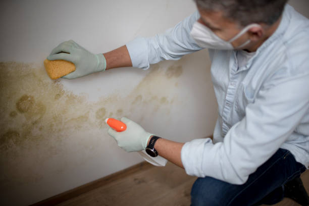 Best Mold Remediation Experts  in Seminole, OK