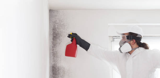 Best Toxic Mold Removal  in Seminole, OK