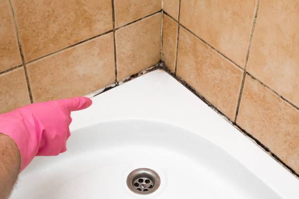 Home Mold Removal